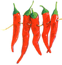 With a Scoville unit rating of up to 300,000, habaneros are the hottest of the hot peppers. They are lantern-shaped and usuallyyellow-orange in color, though sometimes red. Don't eat them raw unless you want to blast off.